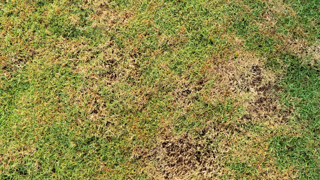 How to Fix Thin or Patchy Grass