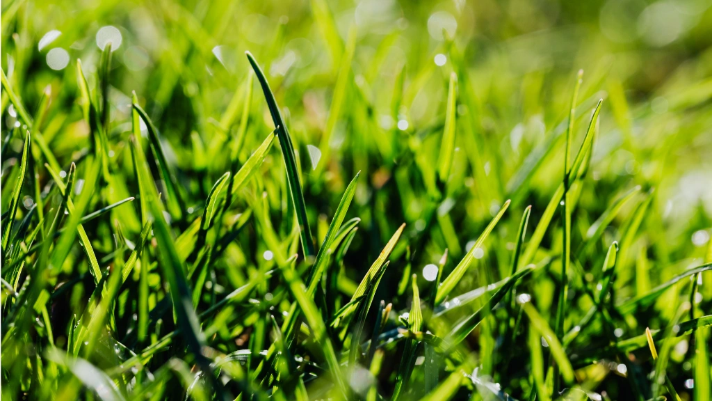 Spring Lawn Care Checklist for Woodstock Homeowners